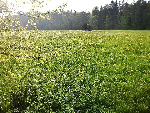 Keine Krokuswiese, Sondern Jetzt Blüht Der Löwenzahn Panoramio