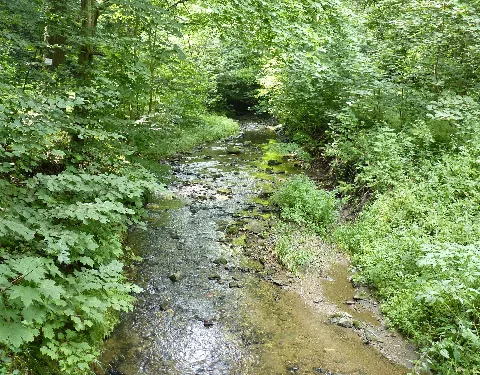 Kemlitzbach Lausitzer Neiße 2010 08 04 00