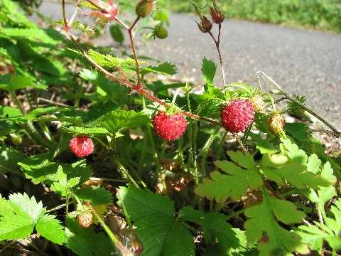 Kermeter Walderdbeeren03