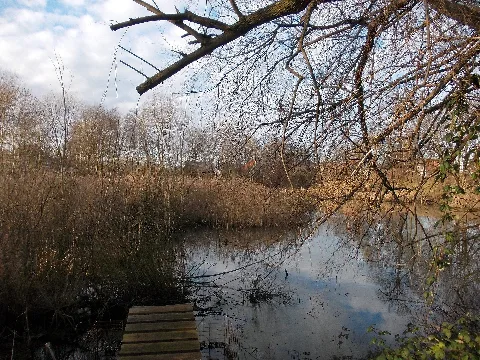 Kertitzfroschteich