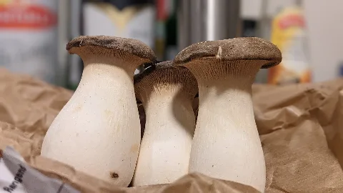 King Trumpet Mushrooms