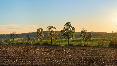 Kirchardt Winden Feldhecken Am Windengraben Im Gegenlicht