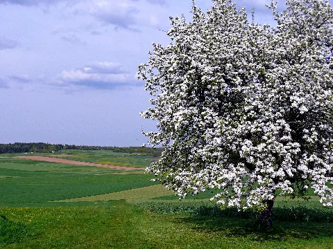 Kirschblüte Bei Calw Stammheim Panoramio
