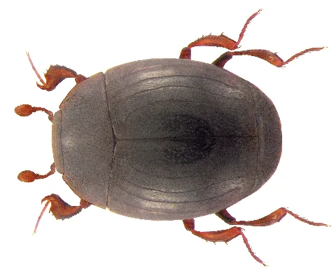 Kissister Minimus (Aubé, 1850) (4138675296)