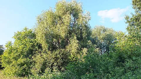 Klarpfuhl 01