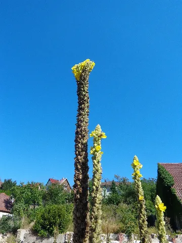 Kleinblütige Königskerze, Eschental 2016