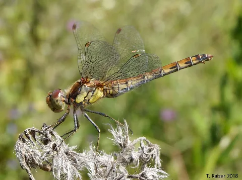 Kleiner Blaupfeil (Weibchen)
