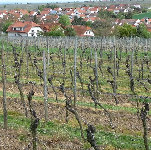 Kleinkarlbach Und Seine Weinberge Panoramio