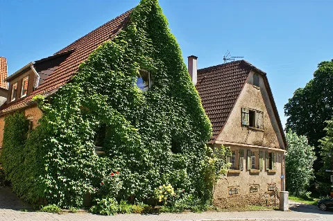 Kleinvillars Wilde Rebe An Fassade Panoramio