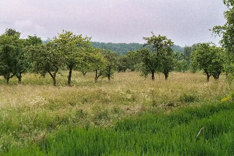 Klobikau (Bad Lauchstädt), An Orchard