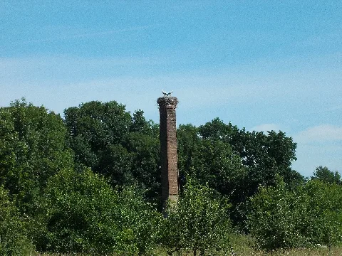 Knauthainstorchennest