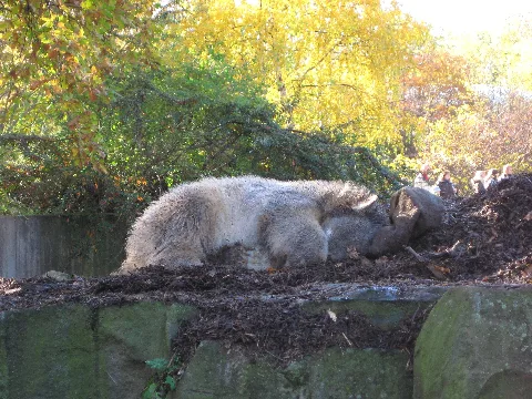 Knut20071031 1