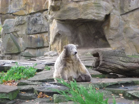 Knut20071031 2