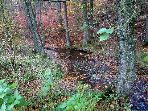 Kohlwederbach Fd (3)