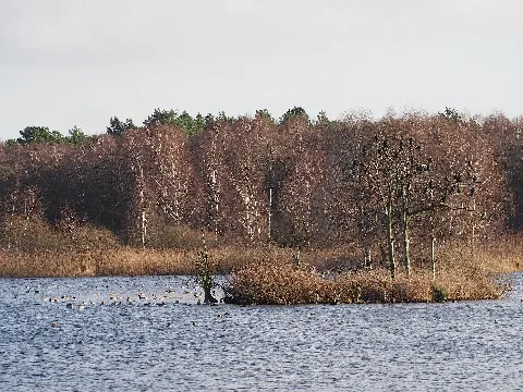 Kormoraninsel Meißendorfer Teiche 2014 Jan