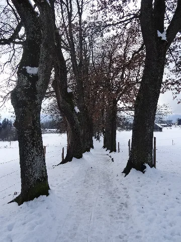 Kottmüllerallee Im Winter