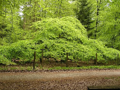 Krausbaeumchen Hg