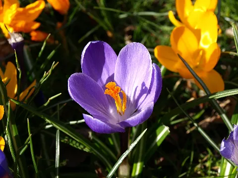 Krokusblüte Clp