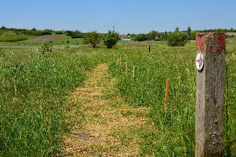 Külsheimer Gipshügel, Trampelpfad