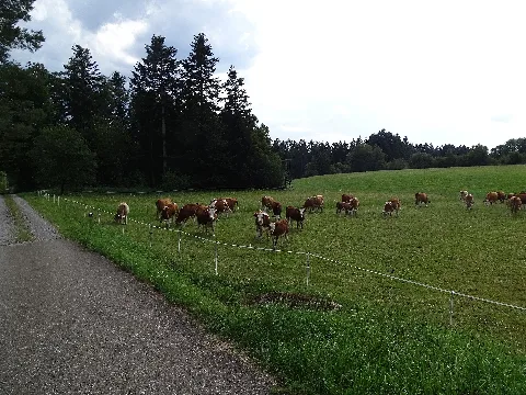 Kuhherde Bei Agenbach 01