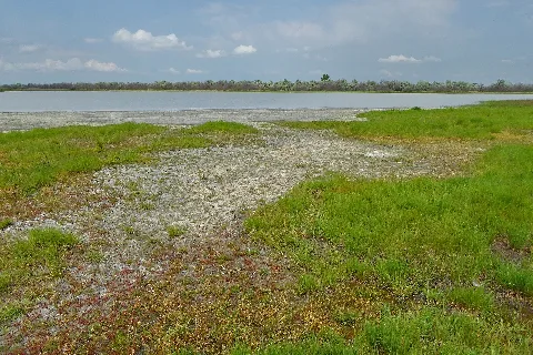Lacken Im Seewinkelː Birnbaumlacke 01