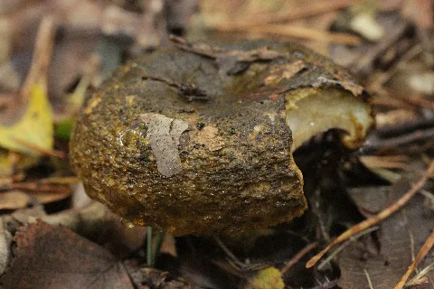 Lactarius Turpis (37896731761)