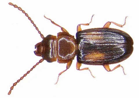 Laemophloeus Monilis