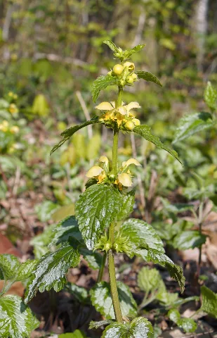 Lamium Argentatum Lc0034