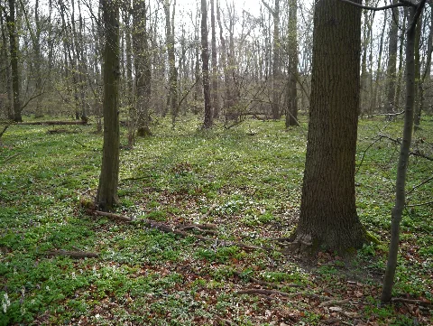 Landkreis Hildesheim Haseder Busch
