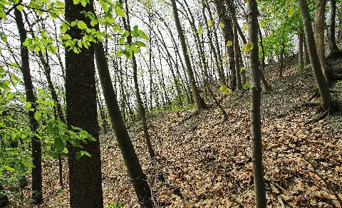 Landschaftsschutzgebiet Am Röhrensteg In Zwickau, Sachsen 2H1A0159Wi