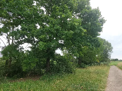 Landschaftsschutzgebiet In Alte Hessentaler Str. 74523 Schwäbisch Hall 1, 2024 06 23