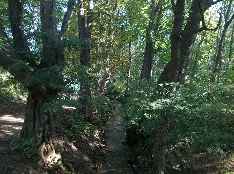 Langendorfgreißlaubach
