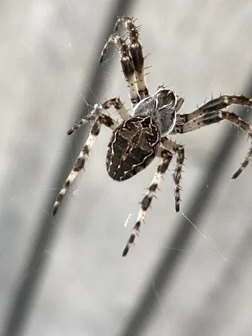 Larinioides Sclopetarius 156859196