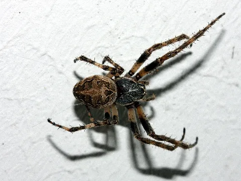 Larinioides Sclopetarius F
