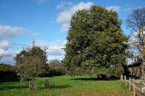 Lb 094 Mönchengladbach; Gehölzbestände Am Lenßenhof