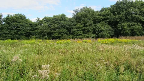 Lebensraum "Die Burg" "Silvertbach" "Totholz" "Laubwald" "Nieringbach" "Feuchtwiese" 54