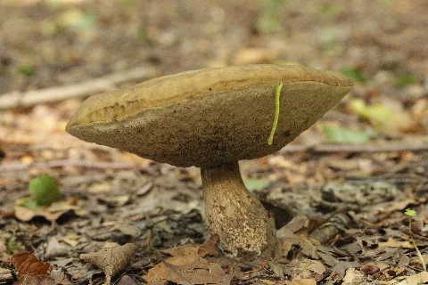 Leccinum Griseum (36559508750)