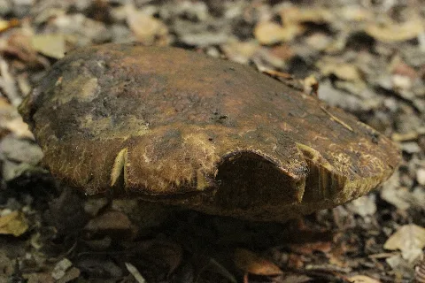 Leccinum Griseum (36955828955)