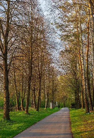 Leingarten Großgartach Eichbott Allee Zwischen Oberem See Und Arboretum