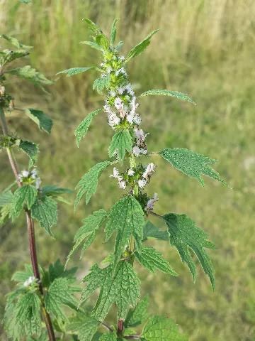 Leonurus Cardiaca Subsp. Cardiaca Sl1