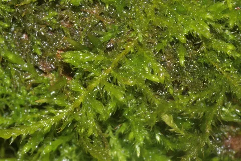 Leskea Polycarpa (B, 142545 480329) 9871