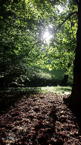 Licht Durch Blätter Im Schlosspark Ballenstedt