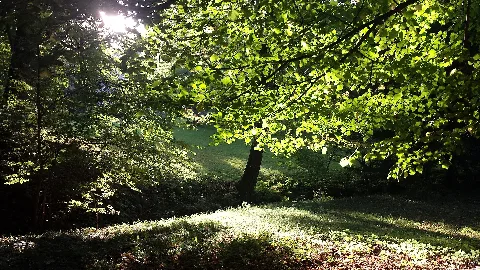 Lichteinfall Im Schlosspark Ballenstedt