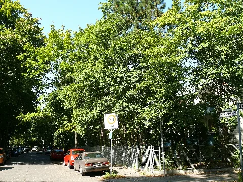 Lichterfelde Herwarthstraße