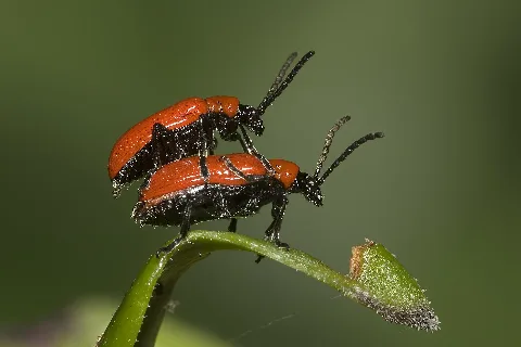 Lilioceris.lilii.7564
