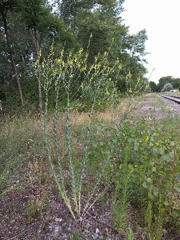 Linaria Genistifolia Sl1