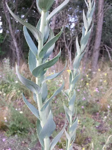 Linaria Genistifolia Sl3