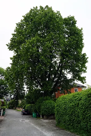 Linde An Der Gärtnerstraße