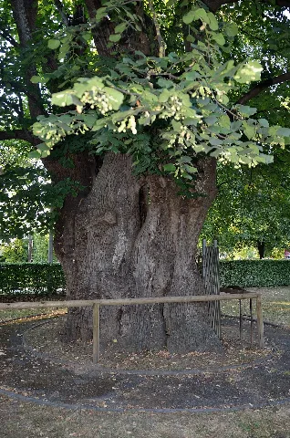 Linde Im Gries, Sankt Georgen Im Attergau 02