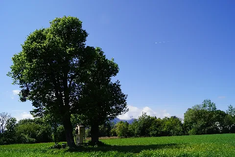 Linden In Freisaal Mit Untersberg